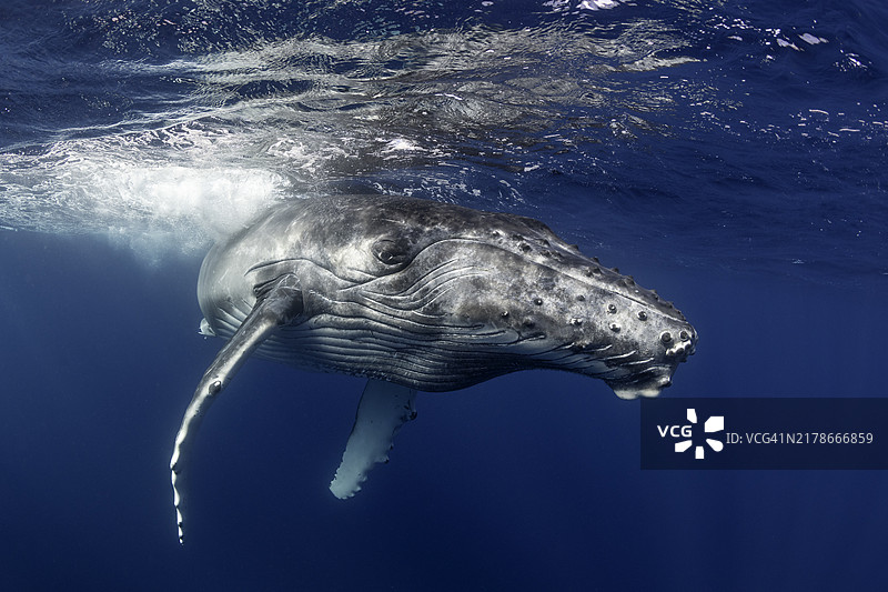 座头鲸正面特写图片素材