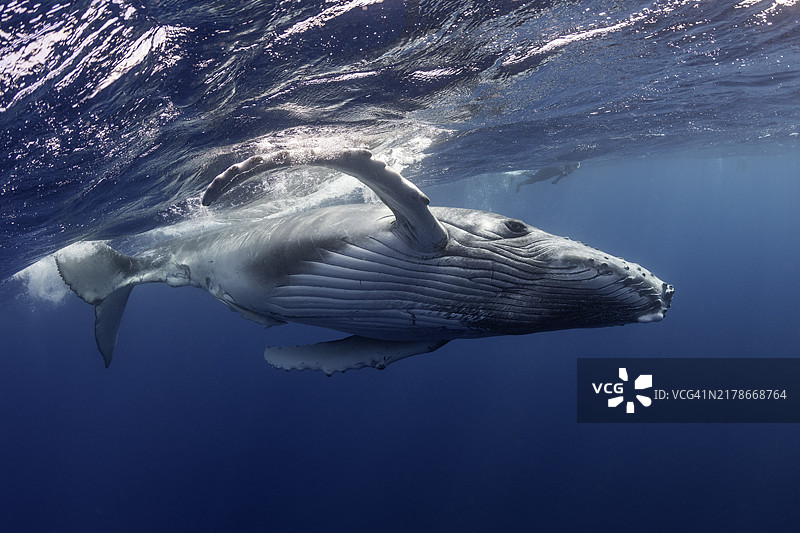 游泳的座头鲸图片素材