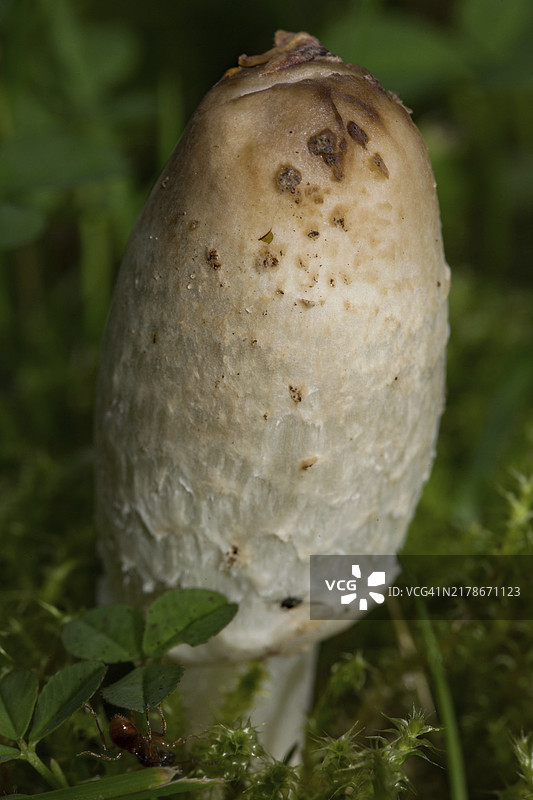 伞菌白色菌柄和带白色薄片的棕色菌帽图片素材