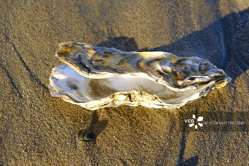 荷兰赞德沃特北海滩上的双壳贝类图片素材