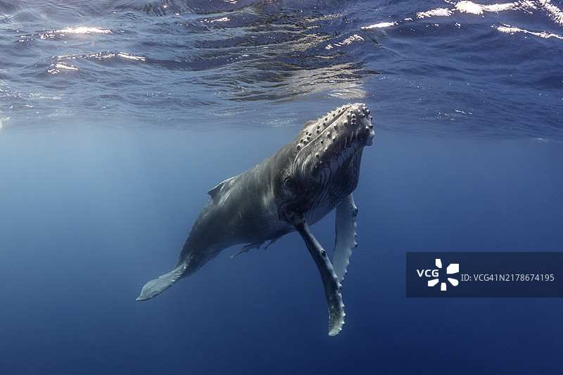 座头鲸幼崽图片素材