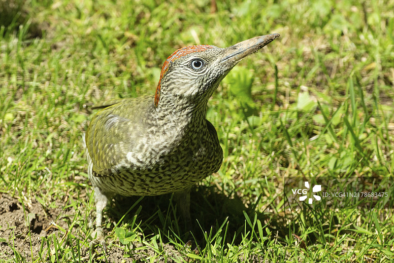 绿草地上的绿色小啄木鸟图片素材