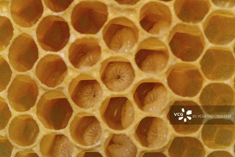 带有蜂卵的蜂巢图片素材