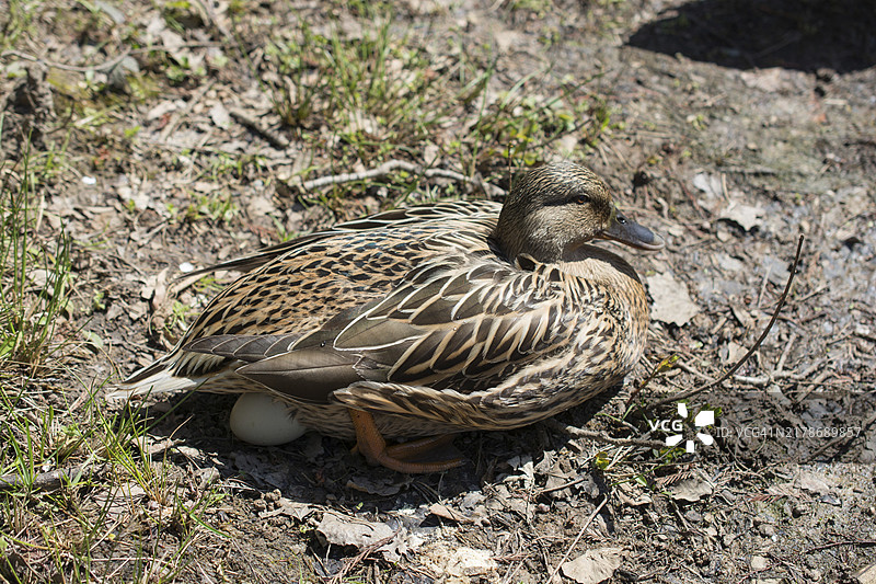 池塘边坐在蛋上的野鸭图片素材