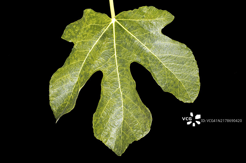 黑色背景下的绿色无花果叶图片素材