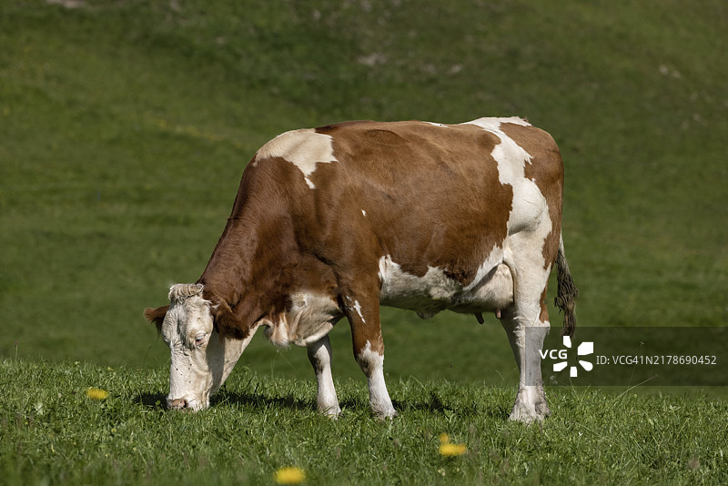 牛在吃草图片素材
