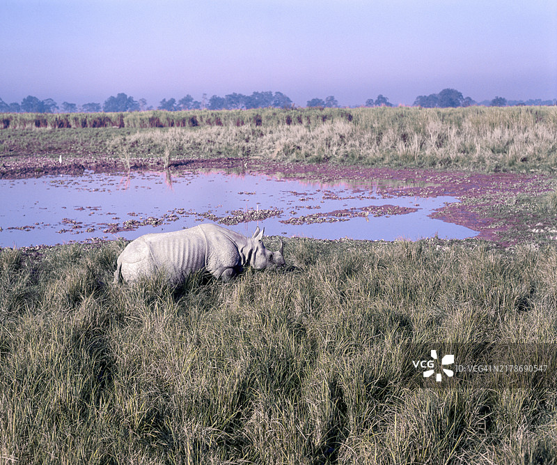 印度阿萨姆邦卡齐兰加国家公园的印度独角犀图片素材