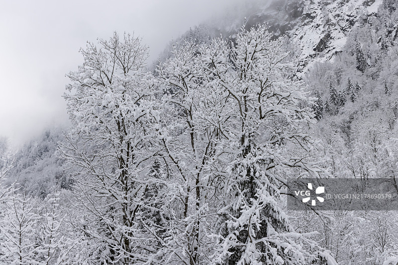 雪覆盖的树木山脉冬季景观图片素材