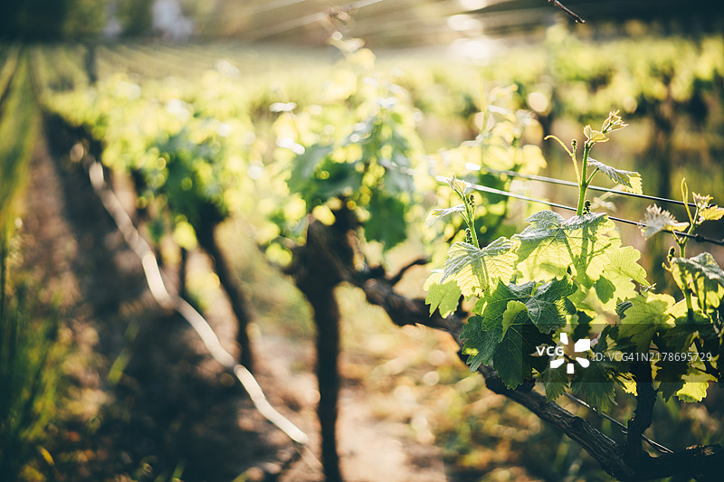 南非开普敦附近康斯坦提亚的葡萄园图片素材
