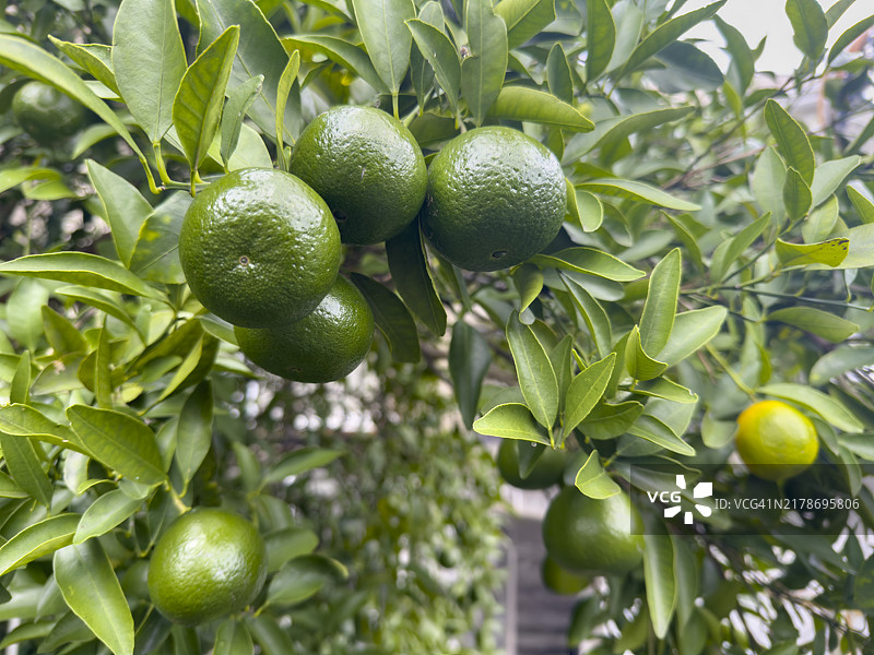 树上的新鲜绿色柑橘类水果图片素材