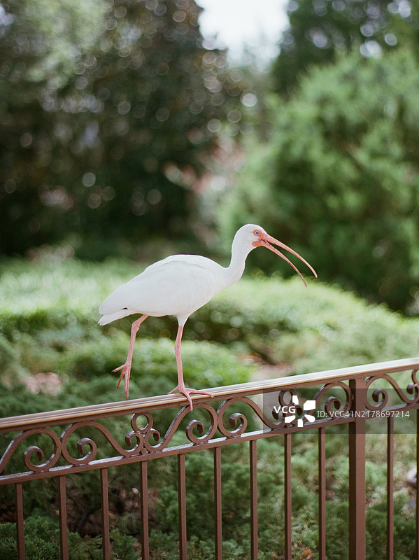 亚热带地区栖息在锻铁栅栏上的长粉红色喙的白䴉图片素材