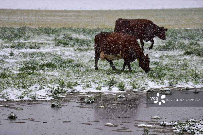 两头奶牛在雪天水坑边吃草，水坑里有一只小鸟图片素材