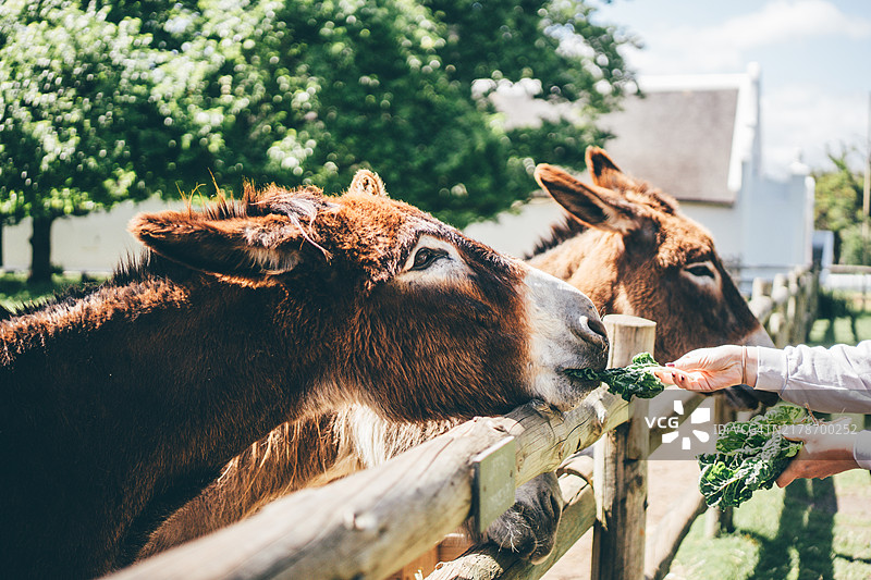 阳光明媚的日子，女子喂驴新鲜蔬菜图片素材