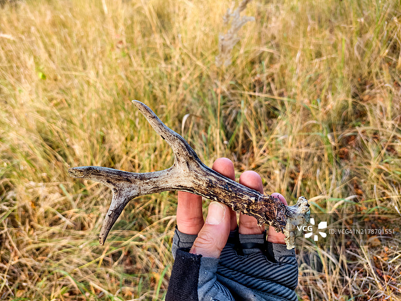 戴着骑行手套的手托着欧洲狍鹿角图片素材