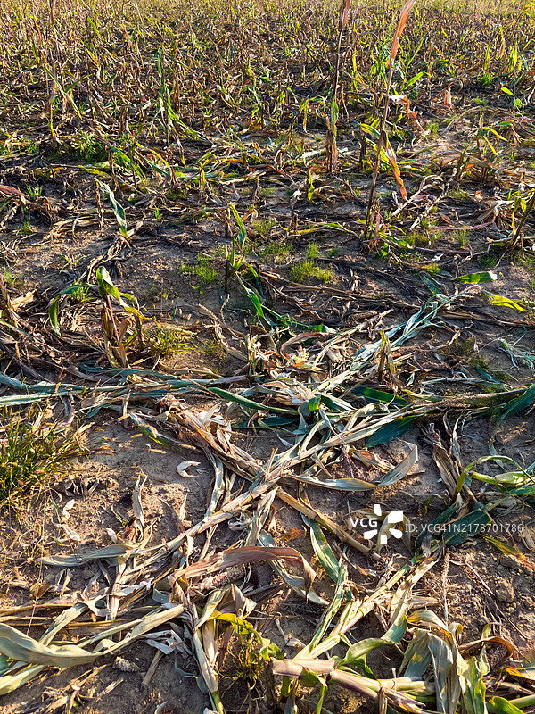 被野猪踩踏的玉米地图片素材