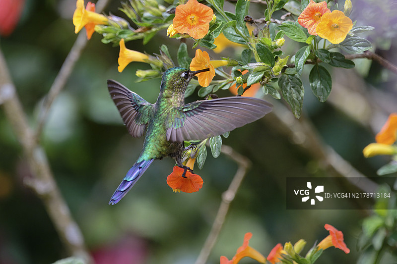 翠绿蜂鸟在鲜艳的自然环境中吸食橙色花朵，长尾神女蜂鸟，哥伦比亚图片素材