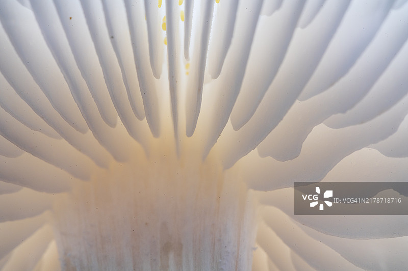 黑森州瓷真菌图片素材