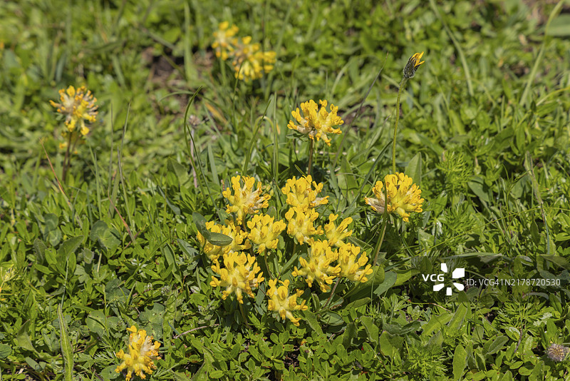 报春花：高山草甸中的常绿高山报春花图片素材