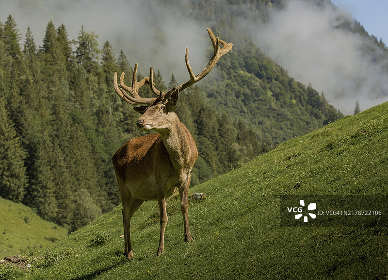 秋季期的雄性红鹿图片素材