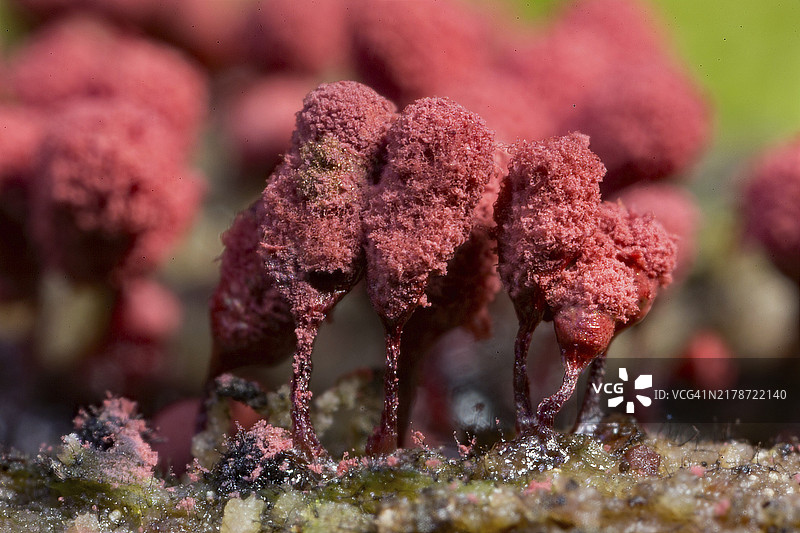 砖红色柄黏菌：树干上多个带有红色柄和羊毛毡帽的子实体图片素材