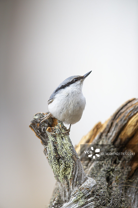 白额山雀 (Sitta asiatica)，瑞典图片素材
