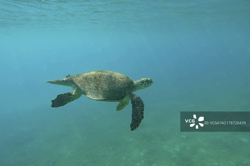 阳光明媚的蓝水中畅游的老年玳瑁（Eretmochelys imbricata）图片素材