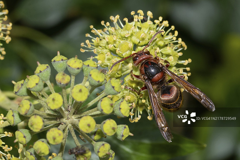 大黄蜂在常春藤花上吸食花蜜图片素材