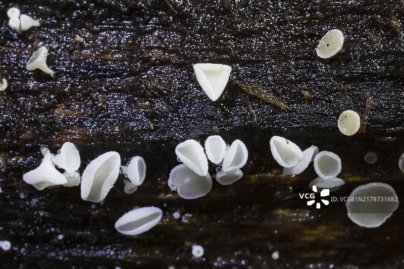 树干上的若干白色 Lachnum 子实体图片素材