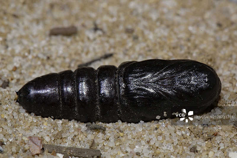 沙土上的黑褐色杨扇舟蛾蛹图片素材