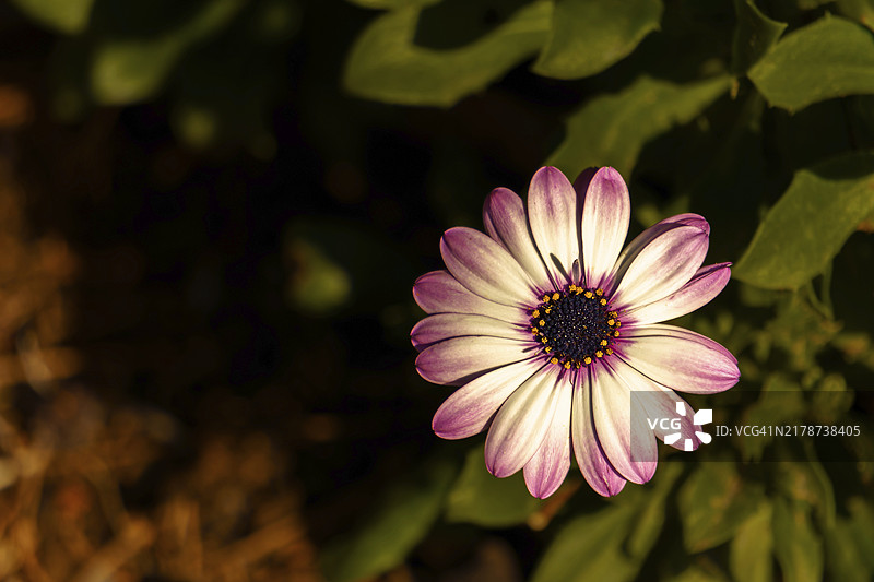 阳光下的紫色非洲菊特写图片素材