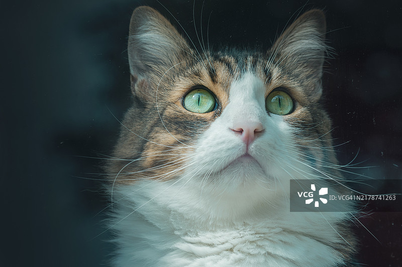 特拉莫，意大利的猫特写镜头图片素材