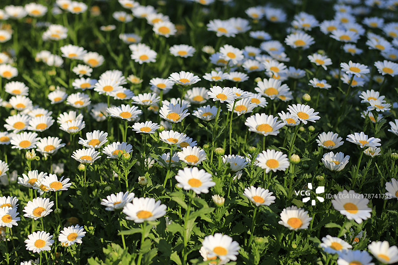 白色雏菊花的特写，图文巴，昆士兰，澳大利亚图片素材