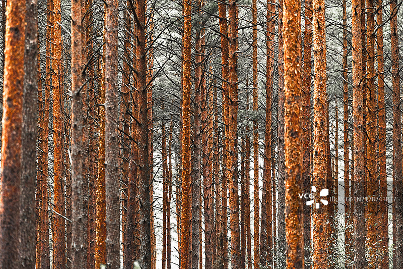 生锈金属全画幅照片，拉脱维亚泽姆加列耶尔加瓦图片素材