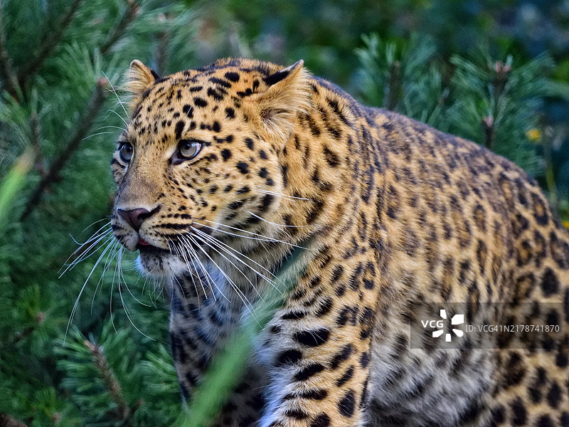 加拿大的豹子特写图片素材