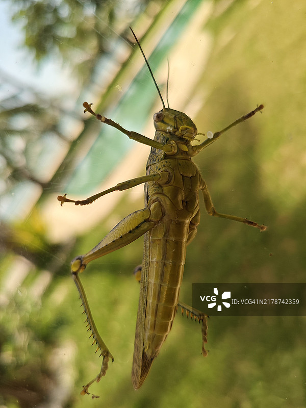 昆虫特写镜头图片素材