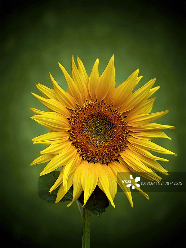 夏末的最后问候，斯洛伐克图片素材