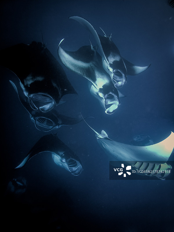 海洋中游动的魔鬼鱼特写镜头图片素材