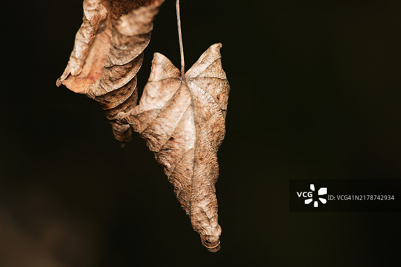 干枯的秋叶特写，背景为黑色图片素材