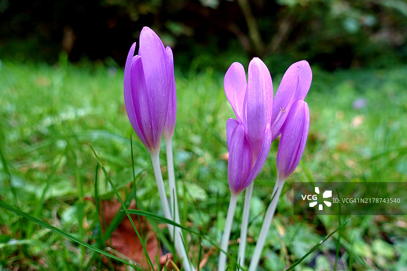紫色番红花在田野上的特写图片素材