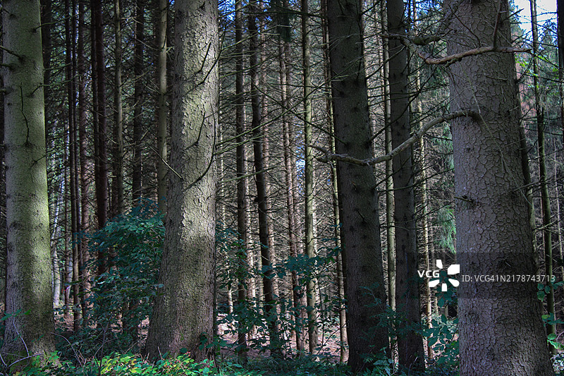 德国森林中的树木图片素材