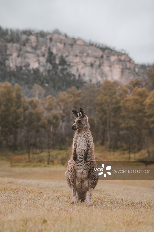 坐在田野上的袋鼠肖像，纽尼斯，新南威尔士，澳大利亚图片素材