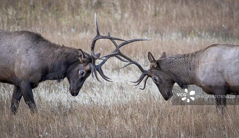 侧面视图的驼鹿站在田野上，科罗拉多州拉里默县，美国图片素材