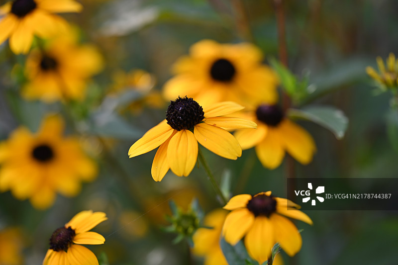 黄色雏菊花的特写镜头图片素材
