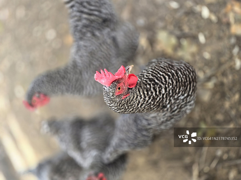 公鸡特写，基欧瓦，俄克拉荷马州，美国图片素材