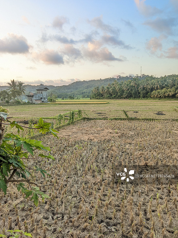 乡村稻田在日落时分的美丽景色图片素材