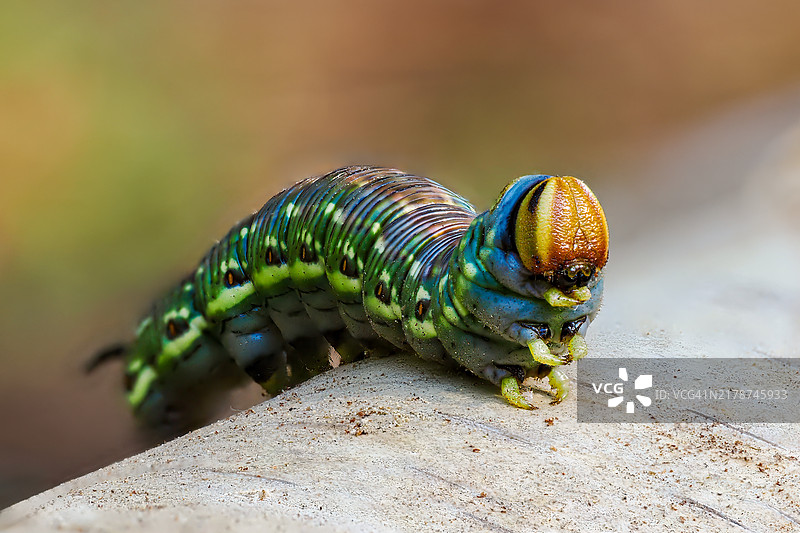 变色龙特写镜头图片素材