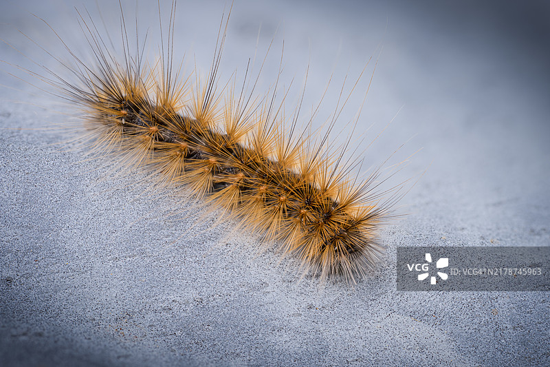 从高处俯瞰昆虫在美国的道路上图片素材