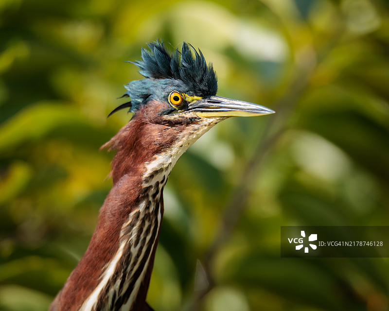 鹭鸟特写，博因顿海滩，佛罗里达州，美国图片素材