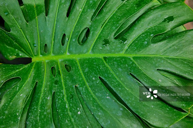 满框特写的龟背竹叶子图片素材