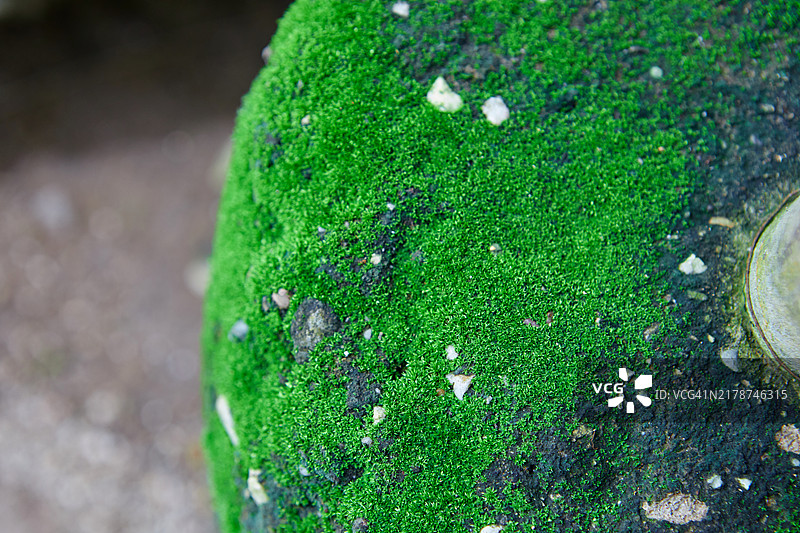粗糙石头上生长的苔藓特写图片素材